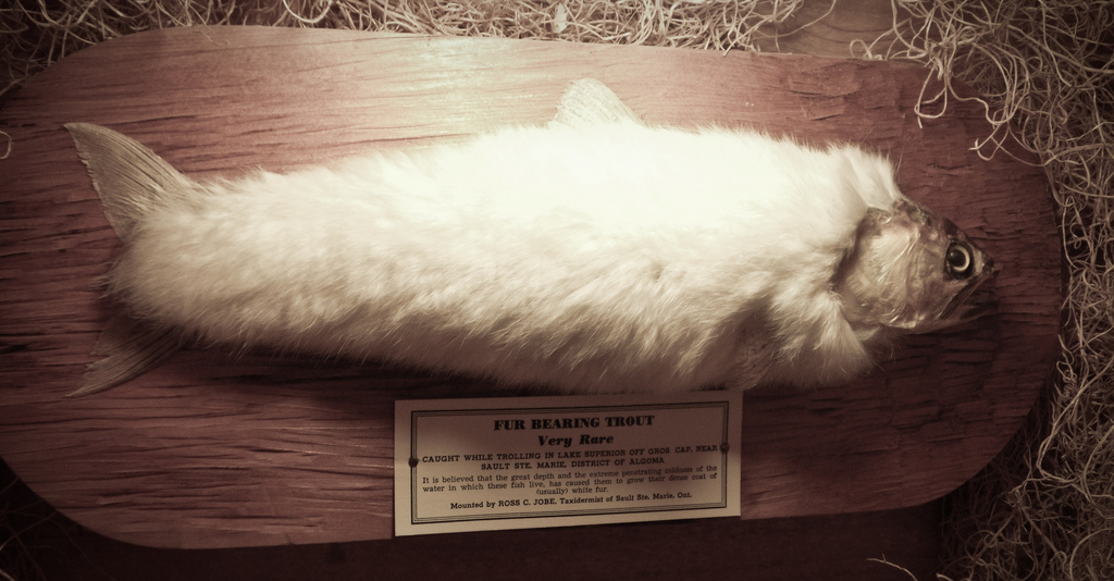 I ll say it s very rare The explanation behind this very rare fish is described on the main plaque below it The great fur-covered trout myth A furry fish like this was once displayed in the National Museum of Scotland as an authentic species of trout Believing that the immense depth and icy temperature of Canada s Lake Superior made the fish grow fur to keep warm the museum stubbornly refused to believe the fish was a hoax The myth of the fur-covered fish persisted well into the 1930 s until Robert Ripley discovered a backwoods Canadian taxidermist making his living by attaching rabbit fur to brook trout