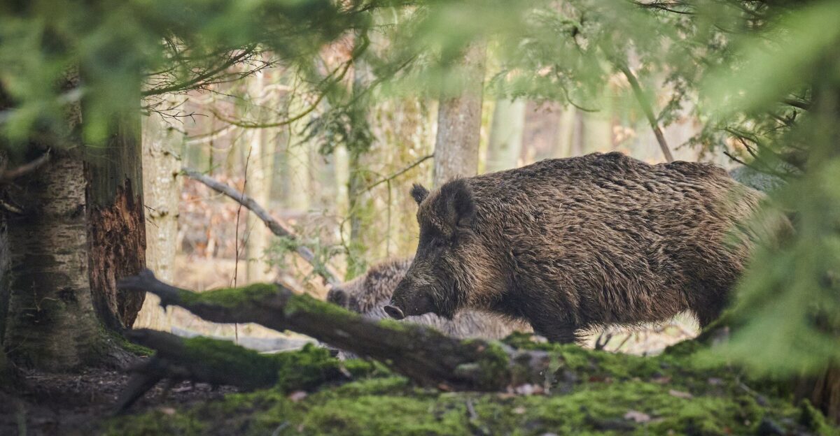 Wild pigs flesh turning neon blue in California Authorities
