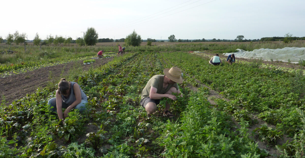 Members of an organic community supported agriculture farm near Rostock Germany support the farmer by plugging weeds from the beet root field