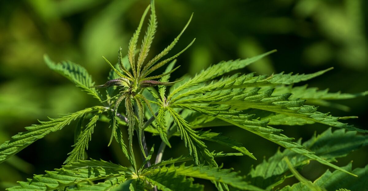 hemp nature plant hemp leaf agriculture leaf crop hemp plant