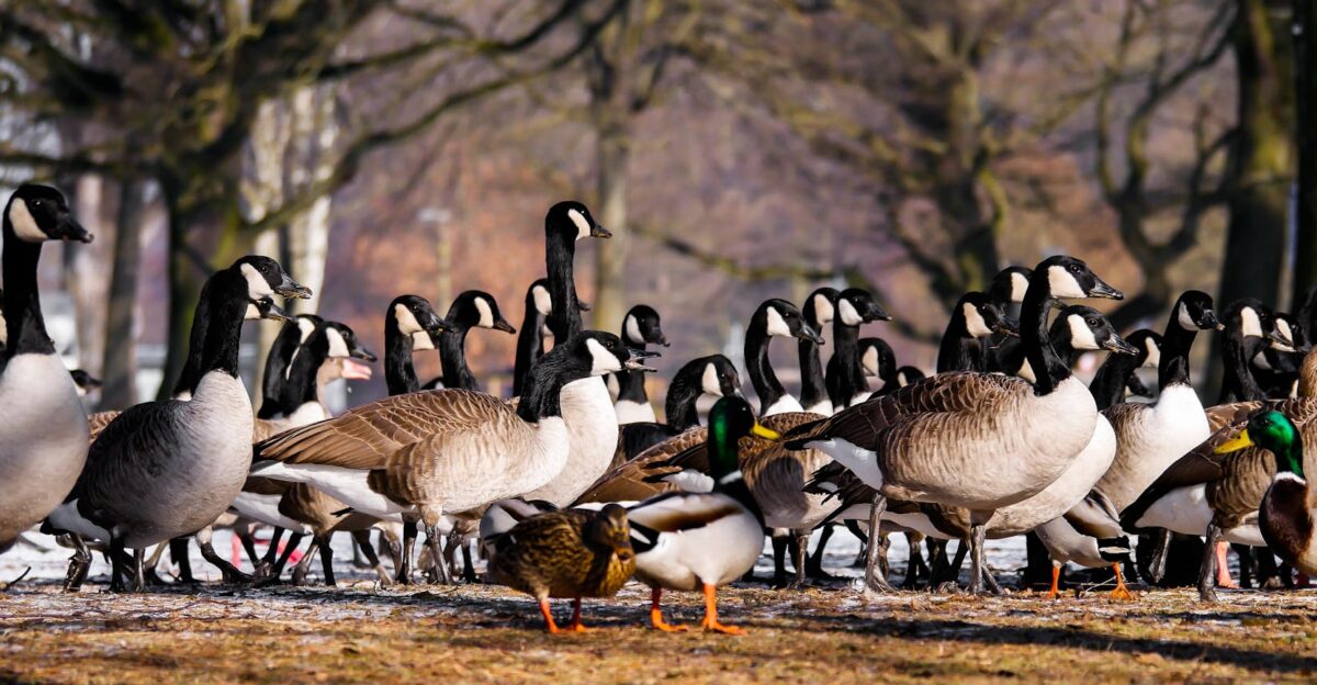 A large group of Canadian geese and ducks foraging in a park setting during winter