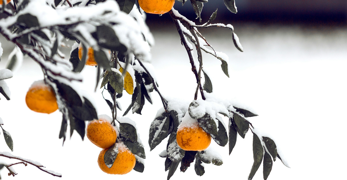 closeup photography of round yellow fruits