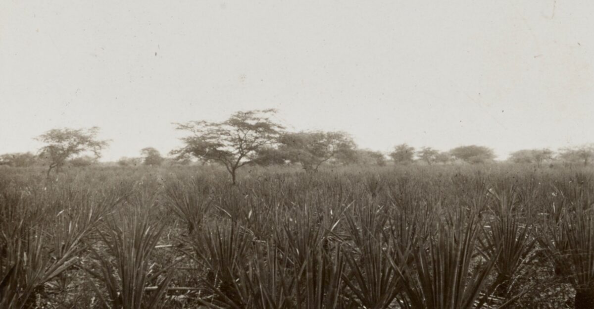 Sisal hemp plantation Yucatan Mexico 1926